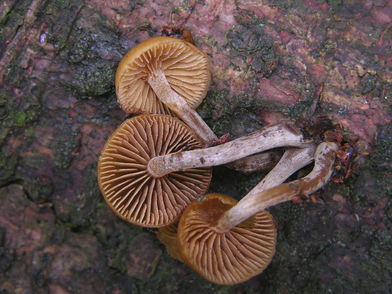 Galerina da determinare n37(2007)